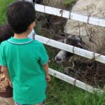 4歳6ヵ月 / 1歳10か月の記録　慣らし保育とオーストラリア旅行。